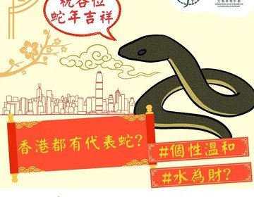 香港後棱蛇